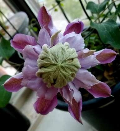 铁线莲花期多长，铁线莲花期多长？