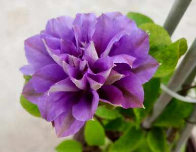 铁线莲花期多长，铁线莲花期多长？