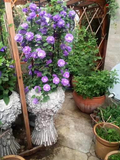 铁线莲花期多长，铁线莲花期多长？