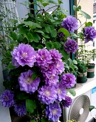 铁线莲花期多长，铁线莲花期多长？