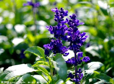 蓝花鼠尾草花语是什么？