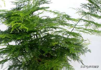 芦笋的养殖方法和浇水时间
