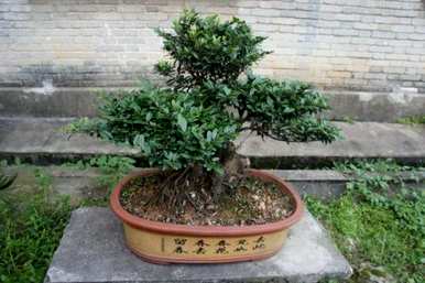 如何养蚊母树盆景？