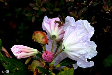 索玛花的花语是什么，白色索玛花的花语是什么？