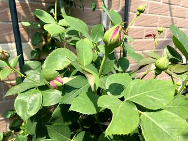 盆栽月季花怎么过冬，月季花怎么修剪？