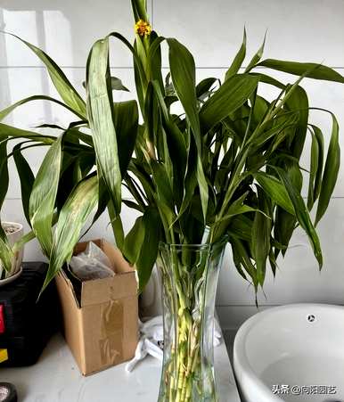 哪种室内水培植物容易喂养，耐阴耐冷室内水培植物