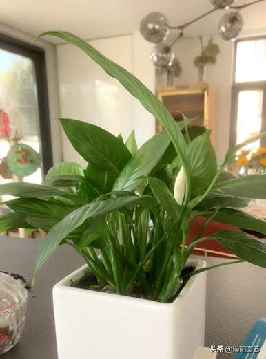哪种室内水培植物容易喂养，耐阴耐冷室内水培植物