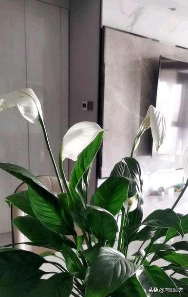 哪种室内水培植物容易喂养，耐阴耐冷室内水培植物