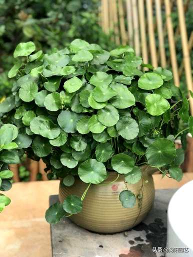 哪种室内水培植物容易喂养，耐阴耐冷室内水培植物