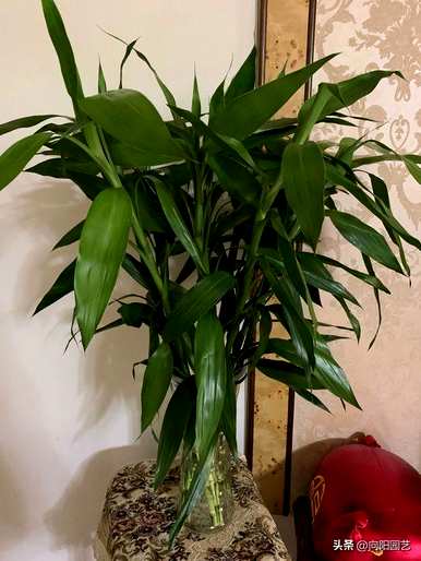 哪种室内水培植物容易喂养，耐阴耐冷室内水培植物
