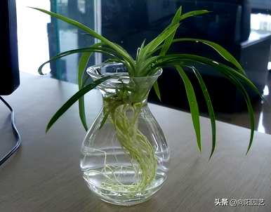 哪种室内水培植物容易喂养，耐阴耐冷室内水培植物