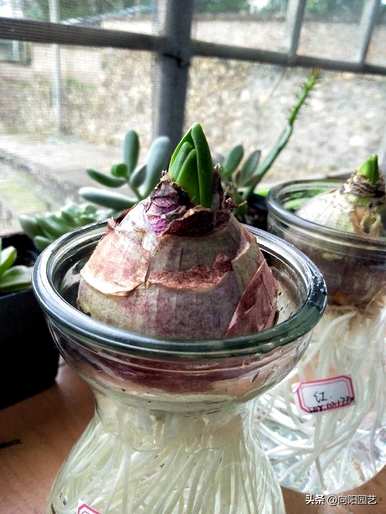 哪种室内水培植物容易喂养，耐阴耐冷室内水培植物