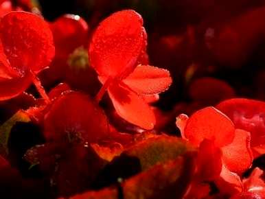 家里养四季海棠花好不好，网上买四季海棠怎么养？