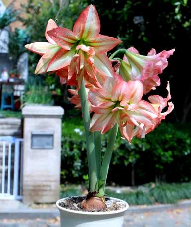 朱顶红开花多久？朱顶红开花后该怎么办？