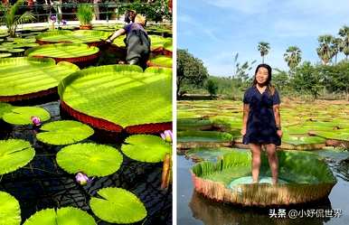 什么是奇妙的植物，什么是奇妙的植物，什么是奇妙的植物
