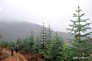 如何种植杉树，自留山如何种植杉树