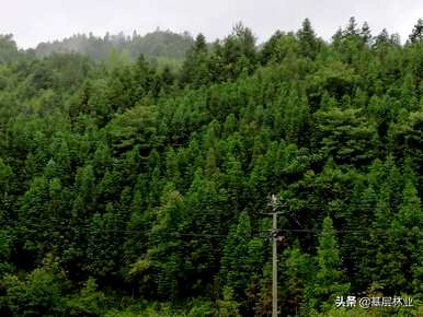 如何种植杉树，自留山如何种植杉树