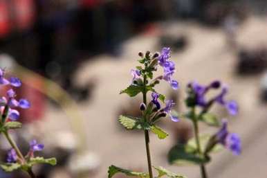 薄荷怎么养才能爆盆，薄荷怎么养才能爆盆用什么肥料？