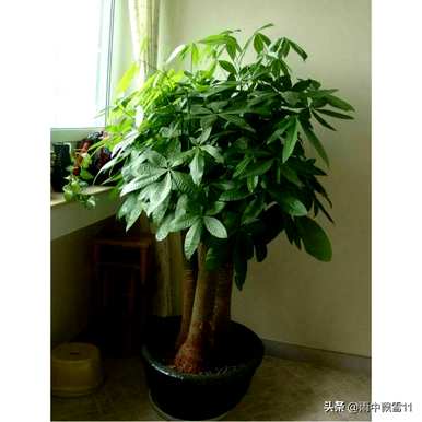 院子里的发财树怎么过冬，怎么养发财树才能更旺盛？