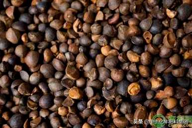 视频教程油茶树的种植方法和管理，油茶树的种植方法