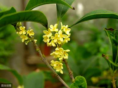 四季桂花怎么养才能更旺盛？四季桂花修剪方法视频教程