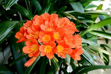 如何养君子兰开花快，君子兰开花有哪些预兆？