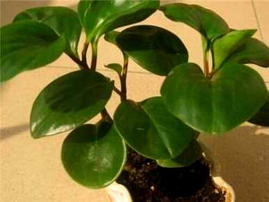 碧玉植物怎么养好看，碧玉属于什么科植物