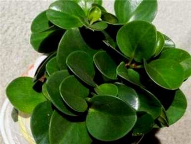 碧玉植物怎么养好看，碧玉属于什么科植物