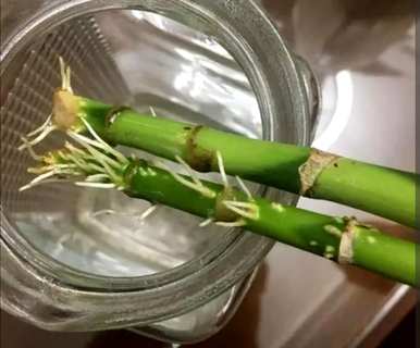 如何养富贵竹容易生根，如何养富贵竹才能生根