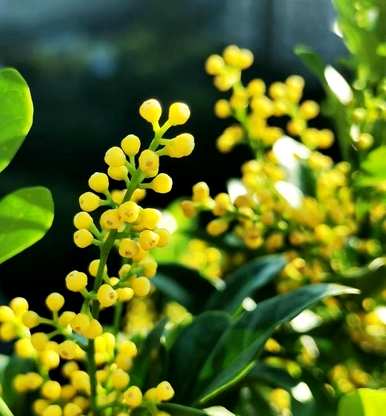 米兰花如何养家养法，米兰花开花后如何处理？