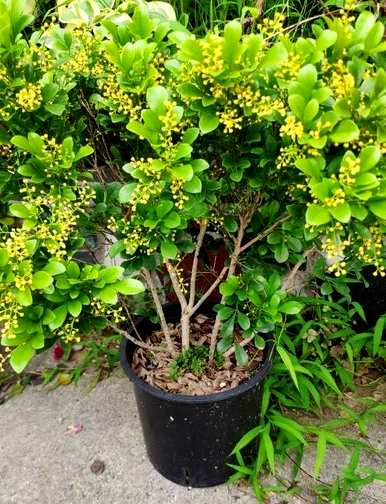 米兰花如何养家养法，米兰花开花后如何处理？