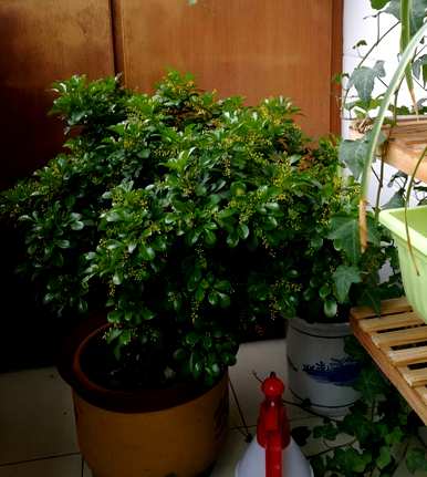 米兰花如何养家养法，米兰花开花后如何处理？