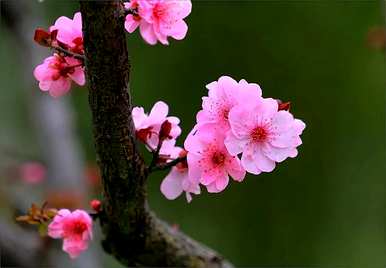 二月开什么花，二月开什么花？