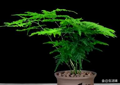 如何培育文竹的方法和注意事项？文竹能晒太阳吗？可以用水养殖