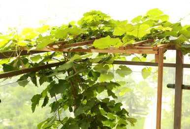盆栽夏黑葡萄的种植方法，如何种植盆栽葡萄