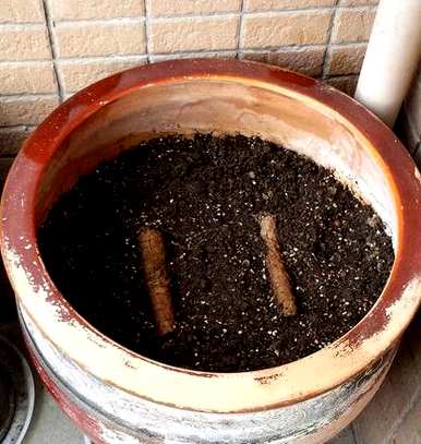 盆栽夏黑葡萄的种植方法，如何种植盆栽葡萄