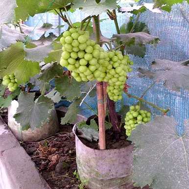 盆栽夏黑葡萄的种植方法，如何种植盆栽葡萄