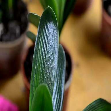 君子兰几年后才能开花结果。君子兰几年不开花怎么办？