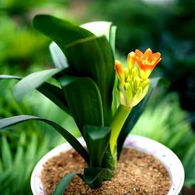 君子兰几年后才能开花结果。君子兰几年不开花怎么办？