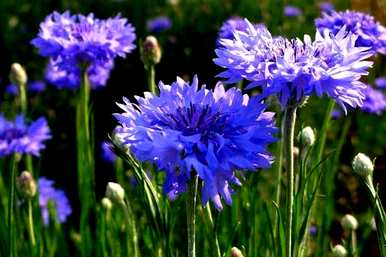 矢车菊花语是什么意思？矢车菊花语是什么？