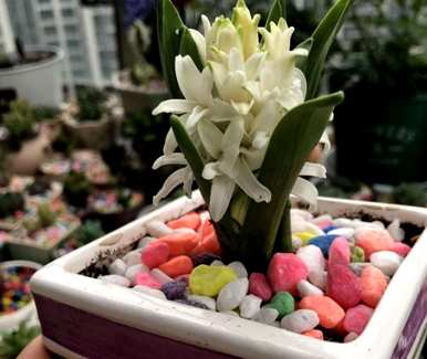 如何种植风信子球，风信子球能活多久？