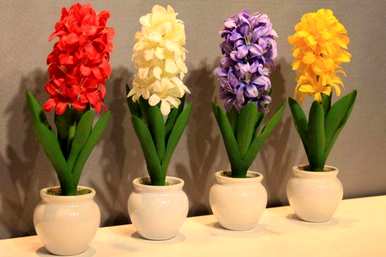 风信子花期过后怎么办？风信子花期能淋雨吗？