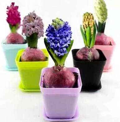 风信子花期过后怎么办？风信子花期能淋雨吗？