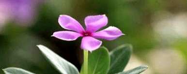 如何养殖长春花，长春花养殖日记