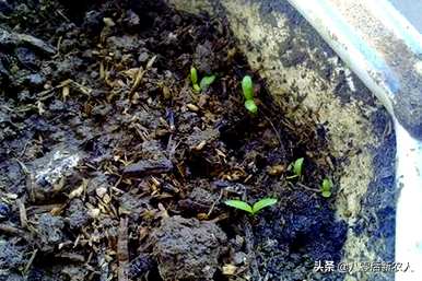 种植万寿菊的方法和技巧，种植万寿菊的方法和时间