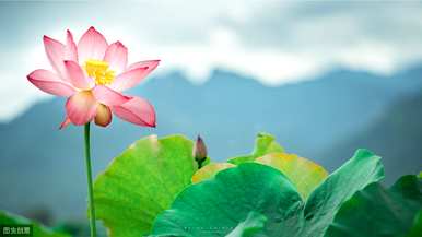 莲花的含义是什么，莲花的含义是什么？