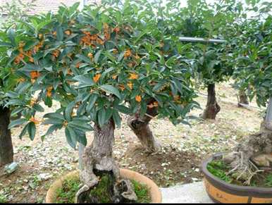 桂花树的叶子在夏天掉了下来。桂花树夏天怎么养？