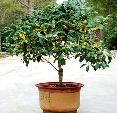 桂花树的叶子在夏天掉了下来。桂花树夏天怎么养？