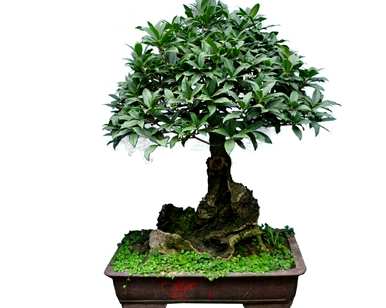 桂花树的叶子在夏天掉了下来。桂花树夏天怎么养？