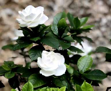 栀子什么时候开始开花，栀子什么时候开花？